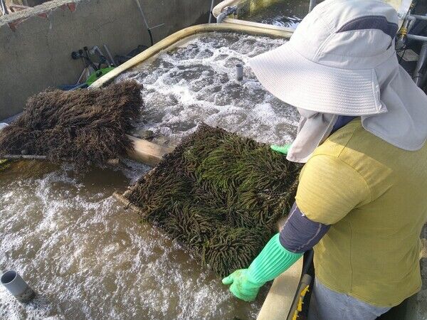 研究人員以陸域水槽培育及量化本土大型海藻