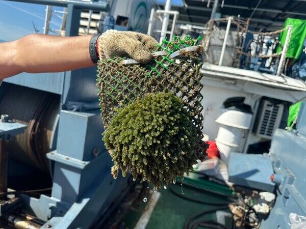 養殖在海洋人工表層藻場設施的長莖葡萄蕨藻