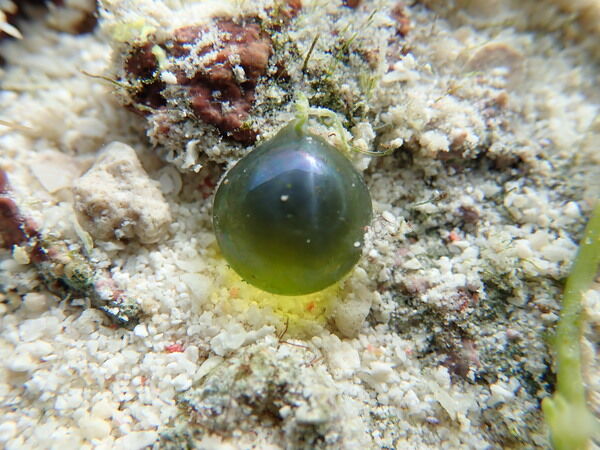 水下拍攝大型藻類生態照，如綠藻類的球法囊藻