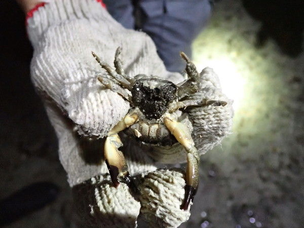 野外調查採獲到的抱卵光手滑面蟹/國家海洋研究院提供