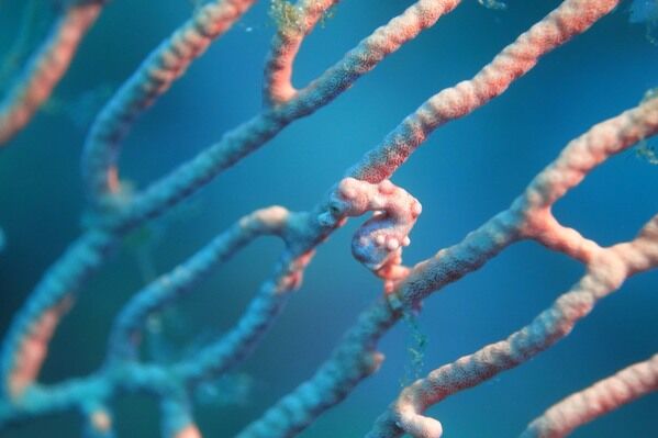 豆丁海馬倚附棲息於柳珊瑚(海扇)之生態照，攝於印尼四王群島(國家海洋研究院提供)