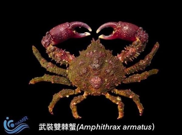 外來種-武裝雙棘蟹