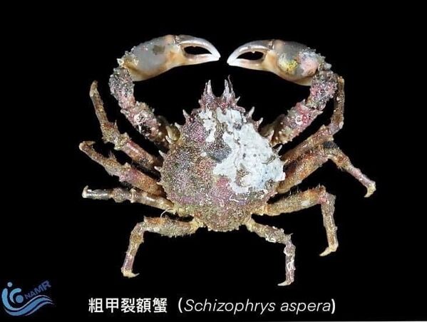 原有分布臺灣海域之粗甲裂額蟹