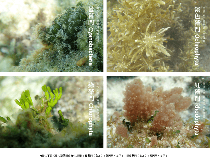 南沙太平島常見大型藻類圖鑑