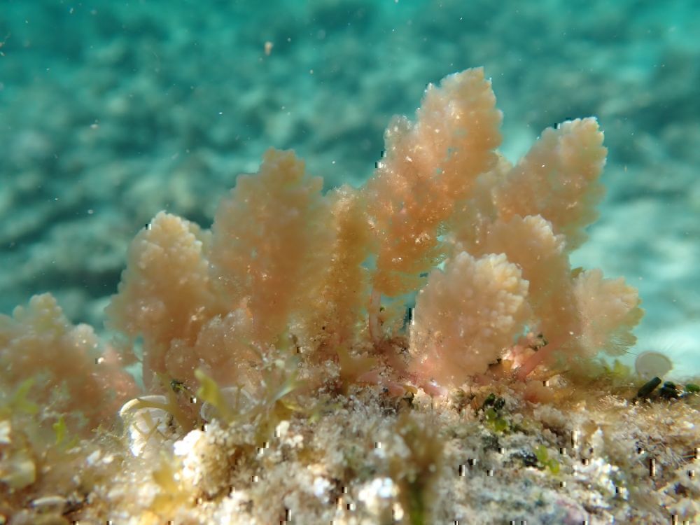 藻類海門冬
