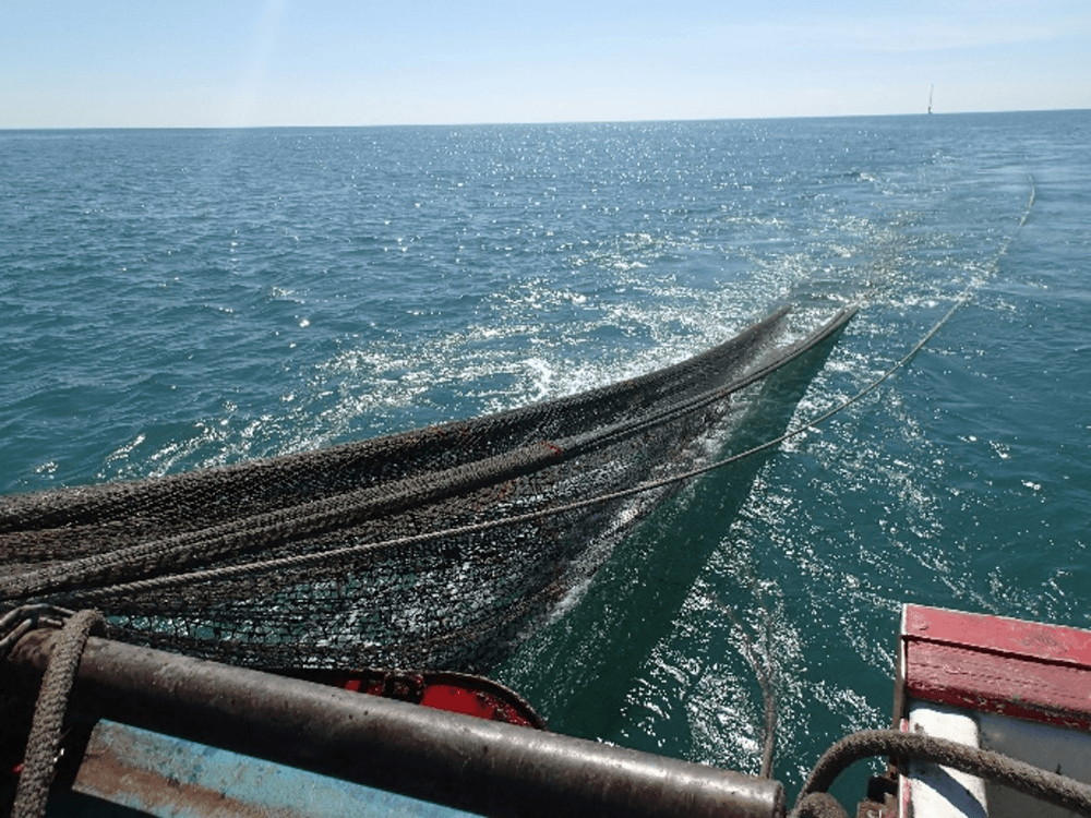 Changhua Wind Farm uses otter trawls to collect marine benthic organisms 