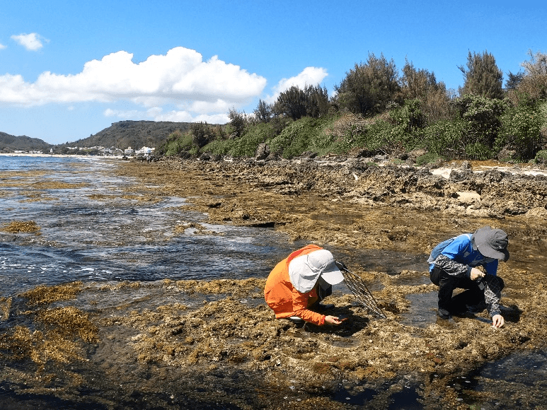 Nanwan Tiaoshi Intertidal Zone survey photos