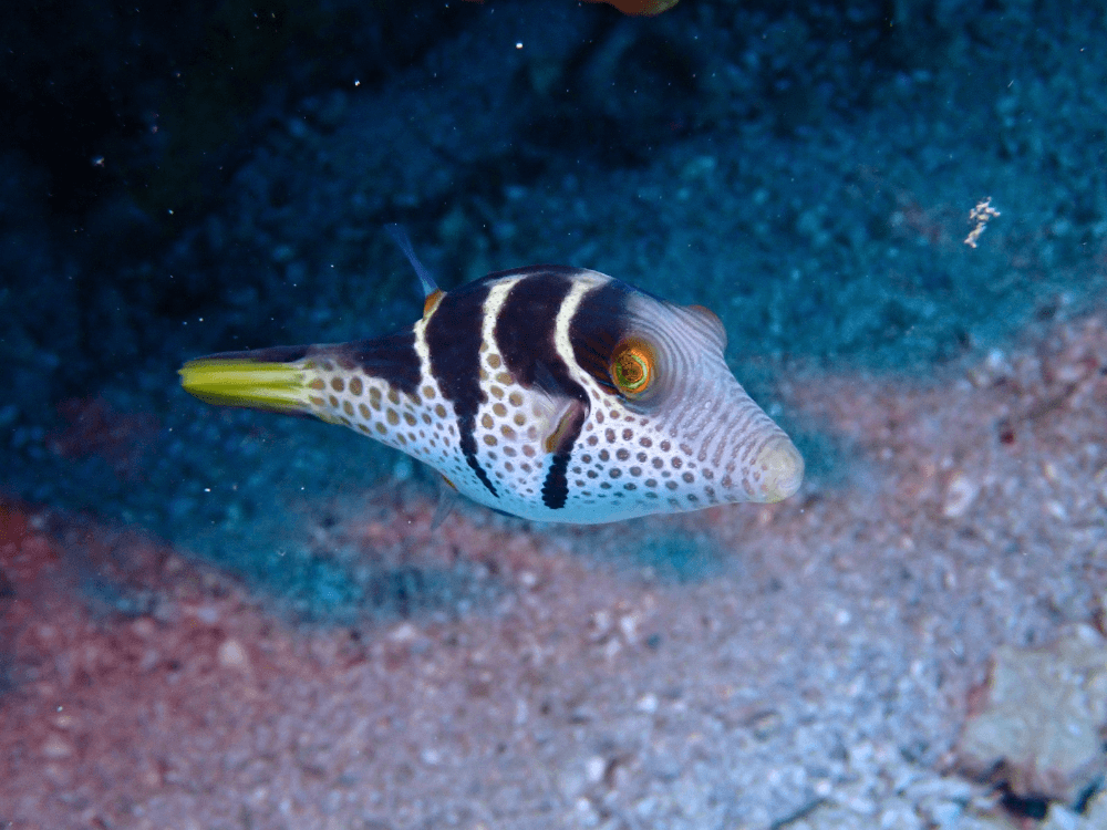 73 species of toxic fishes recorded in the waters of southern Taiwan (Photo: Valentini puffer, 