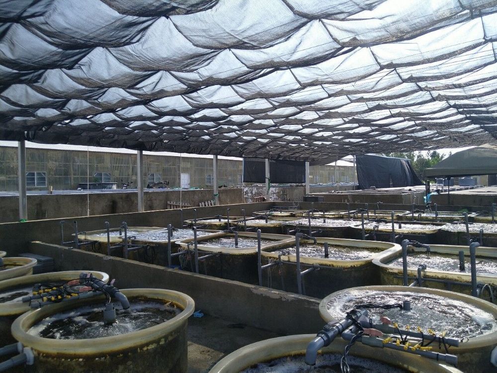 1121023-本院與水試所跨部會合作成功量化本土大型海藻